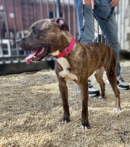 BARK RUFFALO - Pit Bull Terrier / Mix available for adoption