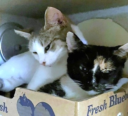 MISTY - Domestic Shorthair / Mix available for adoption