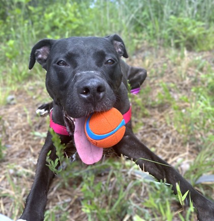 GAMORA - Pit Bull Terrier / Mix available for adoption