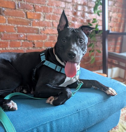 ROSEMARY - Pit Bull Terrier / Mix available for adoption