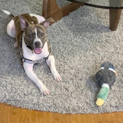BLITZ - Pit Bull Terrier / Mix available for adoption