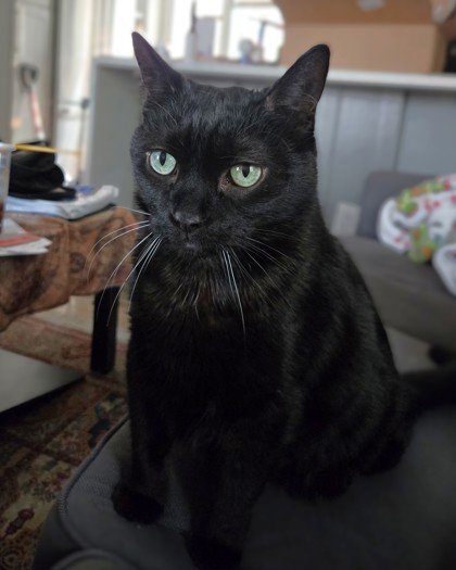 MIDNIGHT - Domestic Shorthair / Mix available for adoption