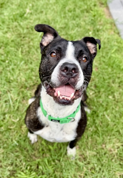 BERT - Terrier / Mix available for adoption