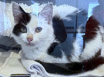 LOVE BUG - Domestic Shorthair / Mix available for adoption