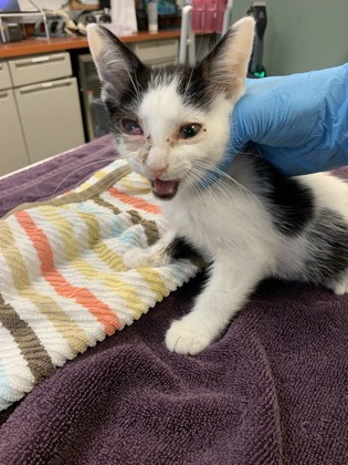 DEEP FRIED OREO - Domestic Shorthair / Mix available for adoption