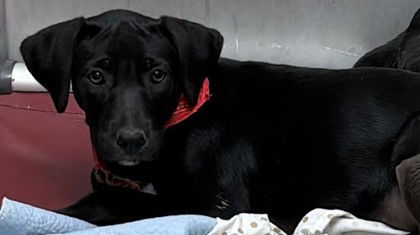 RHIANNON - Labrador Retriever / Mix available for adoption