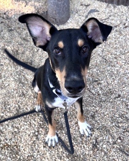 BAXTER - Shepherd / Mix available for adoption