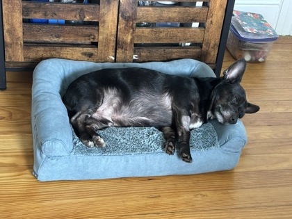 ROCKET - Standard Smooth Haired Dachshund / Mix available for adoption