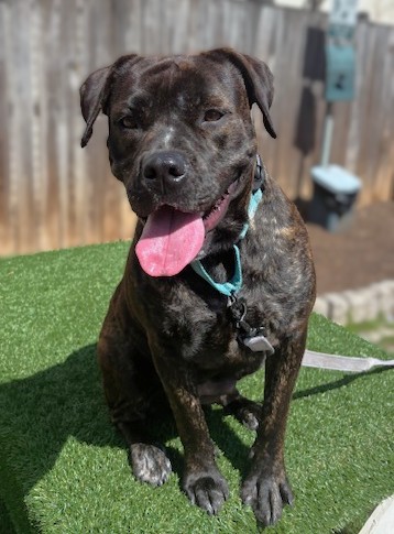 BUELLA - Boxer / Mix available for adoption