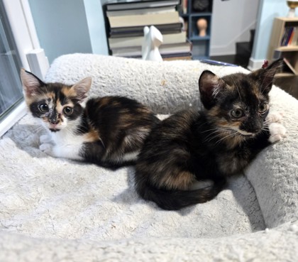 NOODLE - Domestic Shorthair / Mix available for adoption