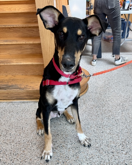 BAXTER - Shepherd / Mix available for adoption