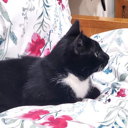 EVE - Domestic Shorthair / Mix available for adoption