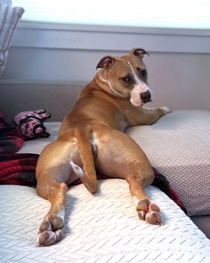 TWISTA - Mixed Breed, Large (over 44 lbs fully grown) / Mix available for adoption