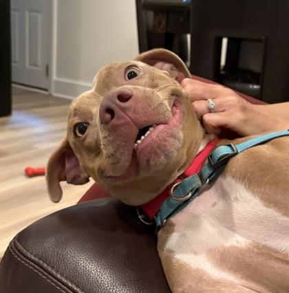 KAISEN - Mixed Breed, Medium (up to 44 lbs fully grown) / Mix available for adoption