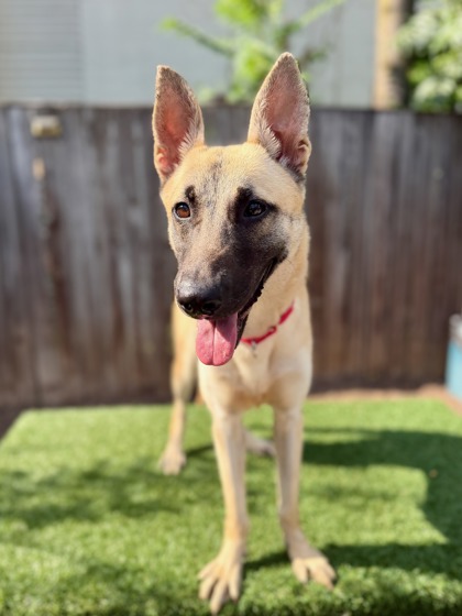 CHLOE - Shepherd / Mix available for adoption