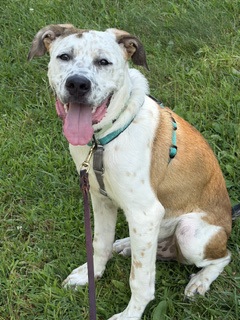 TOMMY PICKLES - Shepherd / American Red Heeler available for adoption