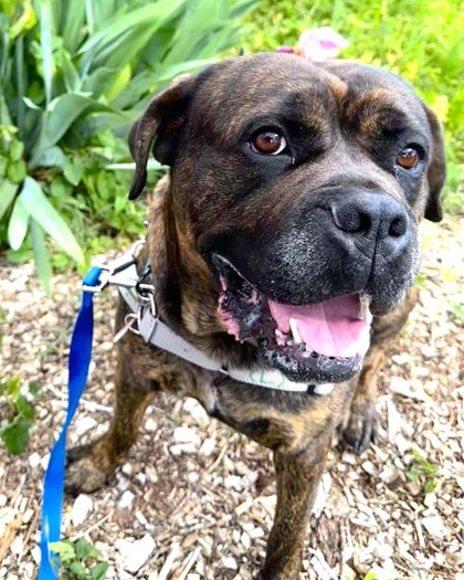 CHI CHI - Mastiff / Mix available for adoption