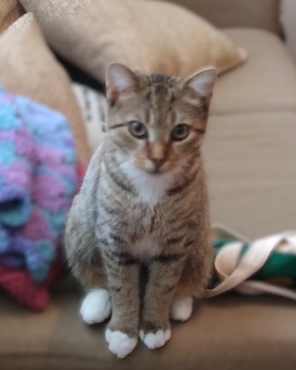 DEBRA - Domestic Shorthair / Mix available for adoption