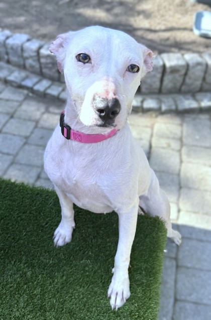 ZINNIA - Pit Bull Terrier / Mix available for adoption