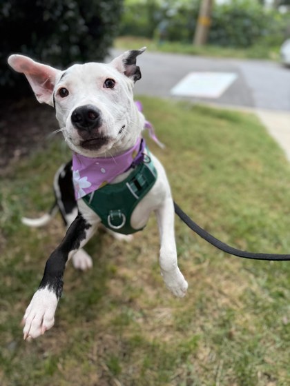 AVRIL - Pit Bull Terrier / Mix available for adoption