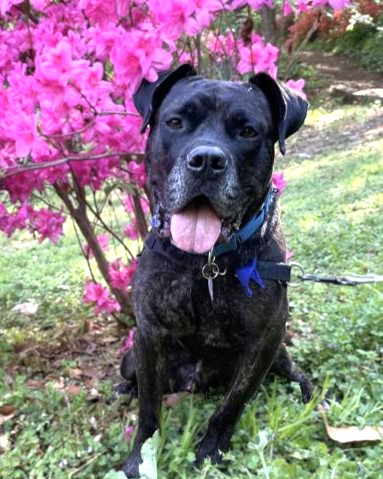 ONYX - Mastiff / Mix available for adoption