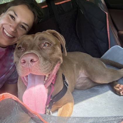 PRIYA - Pit Bull Terrier / Mix available for adoption