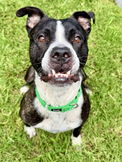 BERT - Terrier / Mix available for adoption