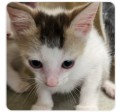 BOMBA - Domestic Shorthair / Mix available for adoption
