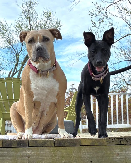 RIKKI - Mixed Breed, Medium (up to 44 lbs fully grown) / Mix available for adoption
