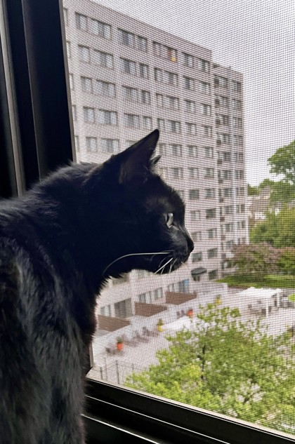 MIDNIGHT - Domestic Shorthair / Mix available for adoption
