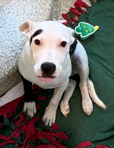 AVRIL - Pit Bull Terrier / Mix available for adoption