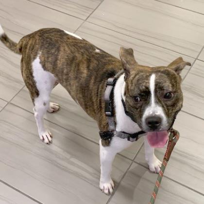 BLITZ - Pit Bull Terrier / Mix available for adoption