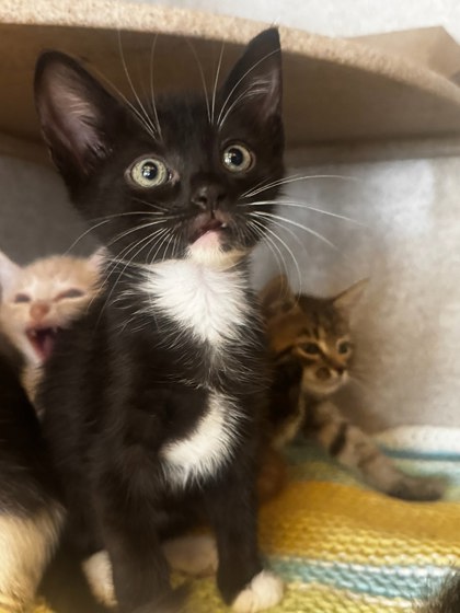JOHN - Domestic Shorthair / Mix available for adoption
