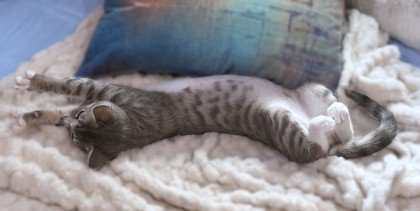 OCEAN - Domestic Shorthair / Mix available for adoption