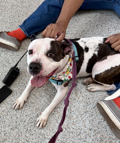 AZOOZ - Pit Bull Terrier / Mix available for adoption