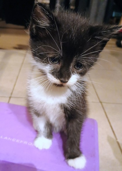 AMBESSA - Domestic Shorthair / Mix available for adoption