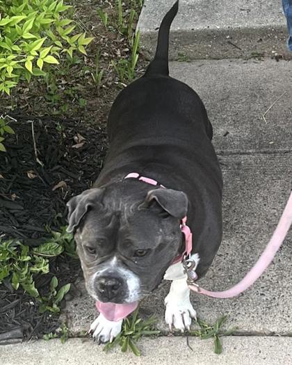 TINA TEAPOT - Bulldog / Mix available for adoption