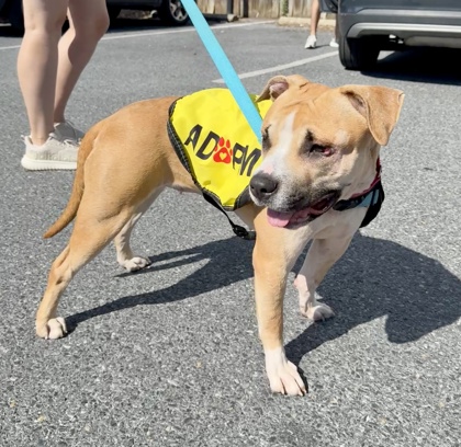 OLISE - Pit Bull Terrier / Mix available for adoption