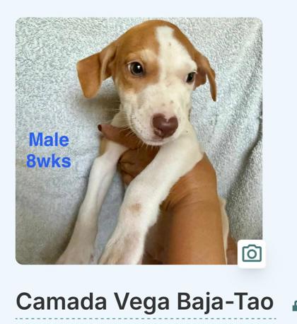 TAO - Mixed Breed, Medium (up to 44 lbs fully grown) / Mix available for adoption