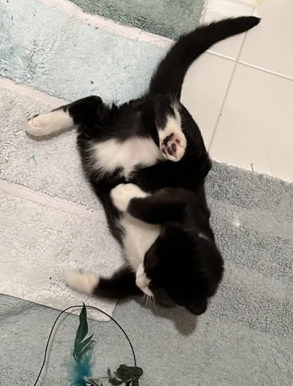 NIBS - Domestic Shorthair / Mix available for adoption