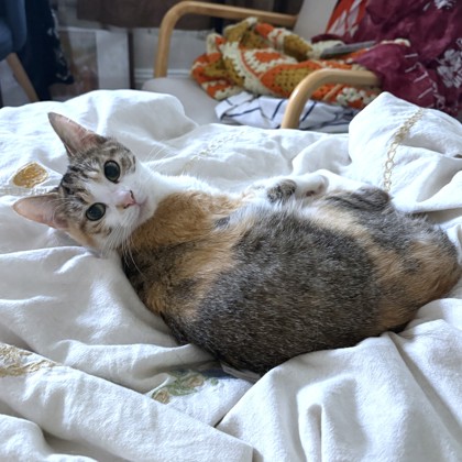 DOROTHY - Domestic Shorthair / Mix available for adoption