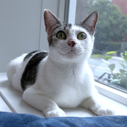 CAMMI - Domestic Shorthair / Mix available for adoption