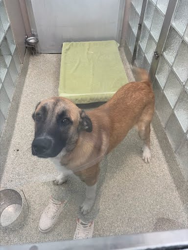 BUMPER BOAT - Anatolian Shepherd / Mix available for adoption