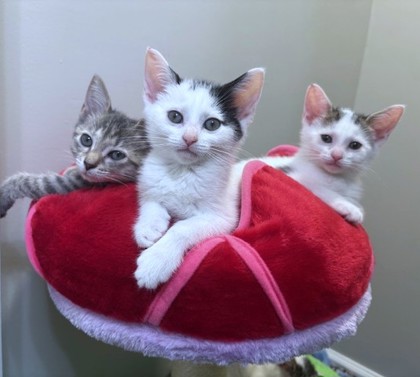 MAGGIE - Domestic Shorthair / Mix available for adoption