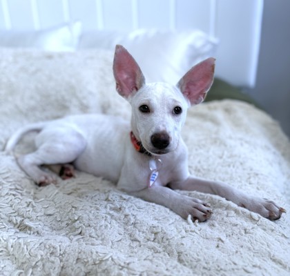 ROCCO - Mixed Breed, Small (under 24 lbs fully grown) / Mix available for adoption