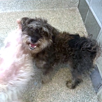 BUSY BEE - Standard Schnauzer / Mix available for adoption