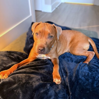 PADDINGTON - Pit Bull Terrier / Mix available for adoption