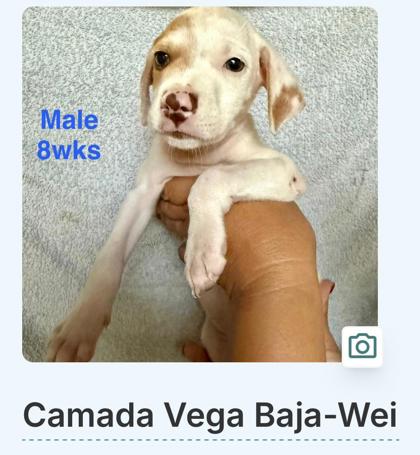 WEI - Mixed Breed, Medium (up to 44 lbs fully grown) / Mix available for adoption