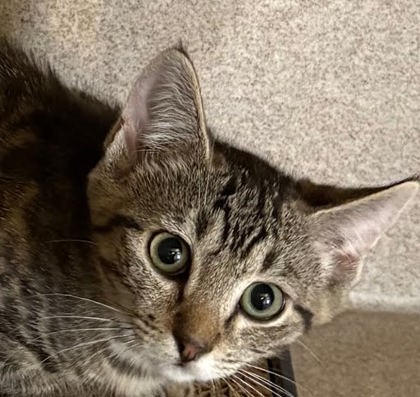 LILAC - Domestic Shorthair / Mix available for adoption