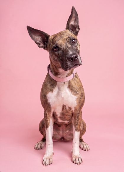 SEABISCUIT - Terrier / Mix available for adoption